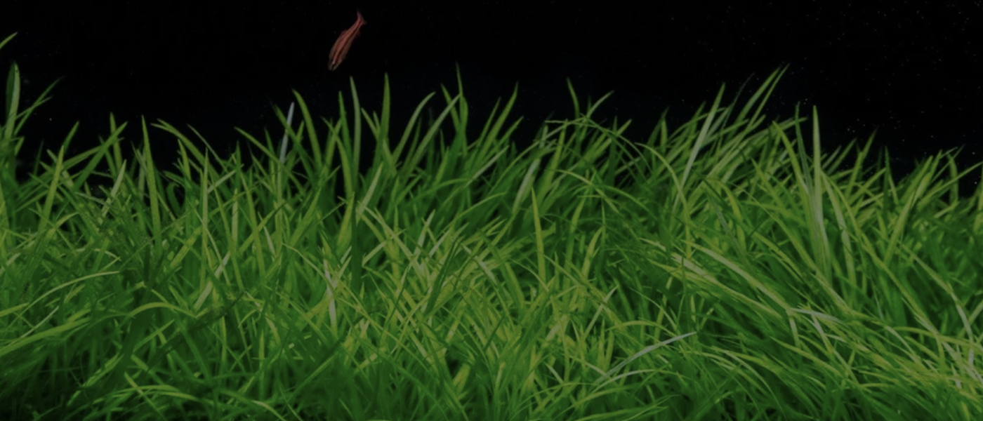 Background for Vít Hellebrand testimonial