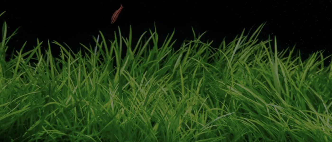 Background for Vít Hellebrand testimonial